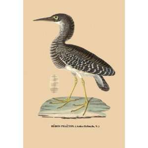  Heron Phaeton 28x42 Giclee on Canvas