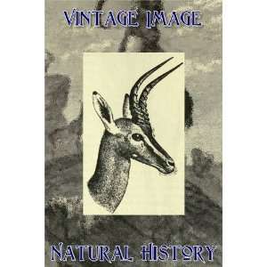   Vintage Natural History Image Head of Clarkes Antelope