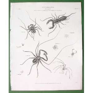  TARANTULA Arachnidae   1810 SCARCE Superb Antique Print 