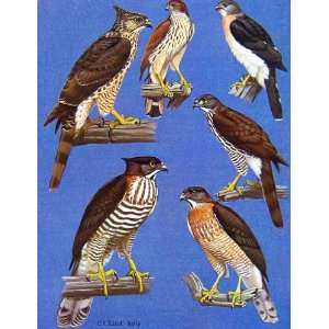  Eagles Hawks & Falcons Crested Goshawk Color Plate