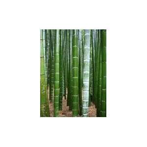 100 Seeds Phyllostachys Pubescens Moso Bamboo Patio, Lawn 