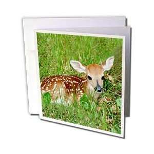  Wild animals   Fawn   Greeting Cards 12 Greeting Cards 