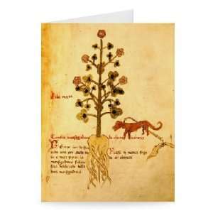  Ms 1591 Fol.38r Herba negra (vellum) by   Greeting Card 