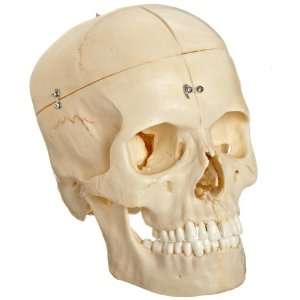 3B Scientific A281 6 Part Bonelike Human Bony Skull Model, 6.3 x 5.3 