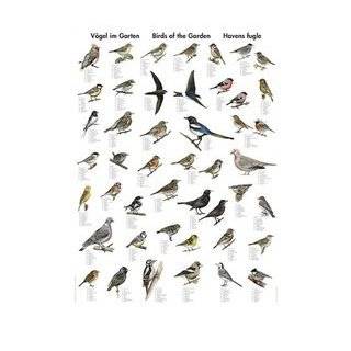 Colour Wall Chart Birds of the Garden (Multilingual Wallcharts) by 