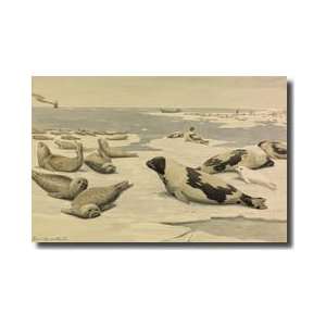  Groups Of Seals From Different Species Giclee Print
