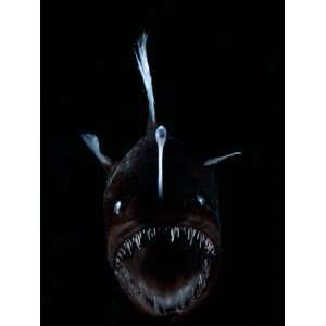  Deep Sea Anglerfish, Female with Lure Projecting from Head 