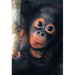  Baby Orangutan Poster, Primate, Great Ape, Orangutan 