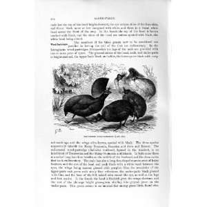 NATURAL HISTORY 1895 RED CRESTED WOOD PARTRIDGES BIRDS 