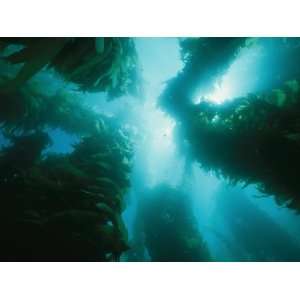  View of Giant Kelp Forest with Surface Sunlight Stretched 