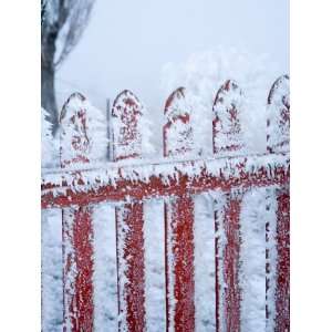 Frost on Gate, Mitchells Cottage and Hoar Frost, Fruitlands, near 