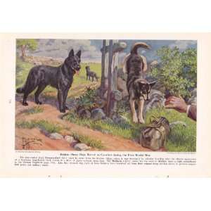 1941 Belgian Sheep Dogs; Groenendael, Malinois Working Dogs Edward 