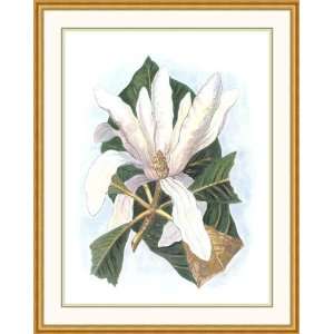  Magnolia Tripetala by Anonymous   Framed Artwork