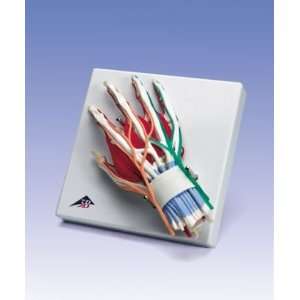  Deluxe Hand and Wrist Model#AW W47005 