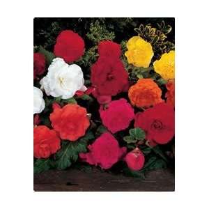  Begonia   Camellia   Mixed Colors flower bulbs Patio 