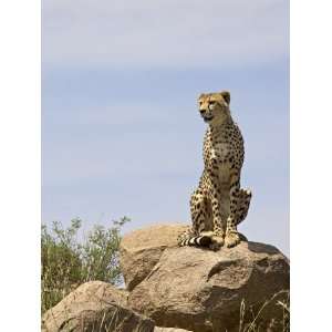  Cheetah Sitting on a Boulder, Serengeti National Park 