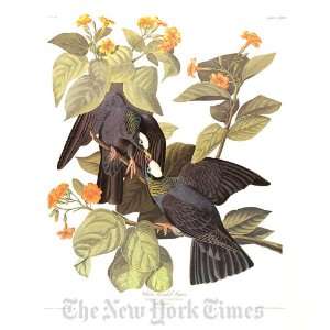  White crowned Pigeon, Plate 177
