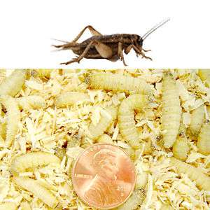 250ct Wax Worms with 500ct Crickets COMBO Any Size ( 