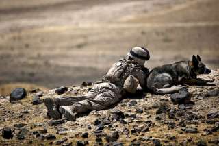 Marine Combat USMC working dog Afghanistan 2010  