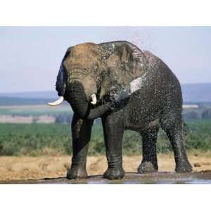  African Elephant, Greater Addo National Park, South Africa 