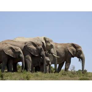 African Elephant, Addo Elephant National Park, South Africa, Africa 