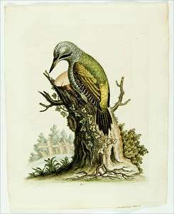 1748 Antique George Edwards BIRD Print GREEN WOODPECKER  