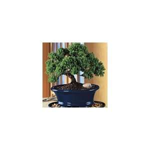  Juniper Bonsai in Blue Cachepot Plant Gift Patio, Lawn 