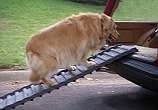 Chessie is a 91 pound Golden Retriever who is almost 12 years old 