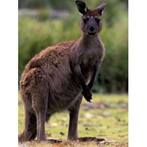  Western Grey Kangaroo in its Brown Phase, Australia 