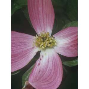  Flowering Dogwood Flower, Cornus Florida, Eastern North 