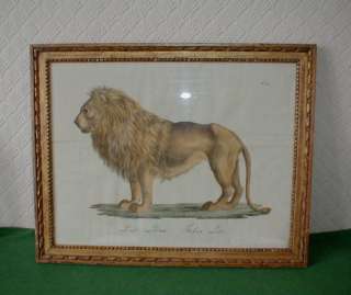 SUPERB LARGE Antique PAINTING LION FELIS LEO DER LONE circa 1800 