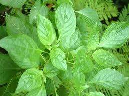   herb helps digestive tract and remove excess gos in the stomach it is
