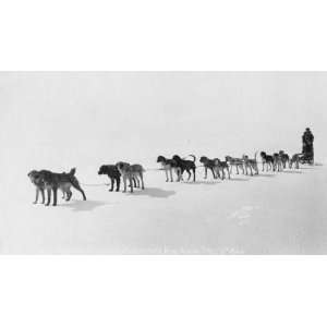  Dog team at Seventh All Alaska Sweepstakes, April 13,1914 