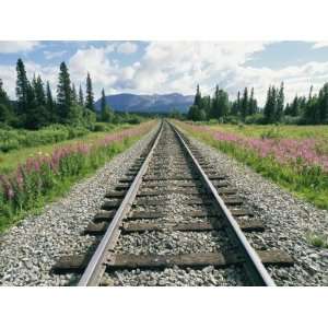 Alaska Railroad Tracks Lined on Either Side by Pink Fireweed National 