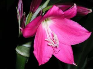 Crinum Lily, Rose Parade, medium size bulb, NEW  