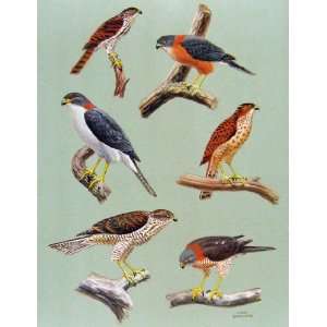  Eagles Hawks & Falcons Moluccan Sparrow Hawk Plate