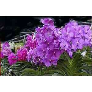 Vanda Alliance Orchid Hybrids, Economy Special Collection  
