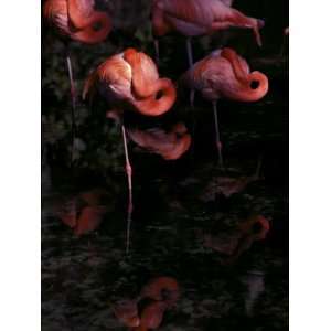  Chilean Flamingos Sleeping While Balanced on Single Legs 