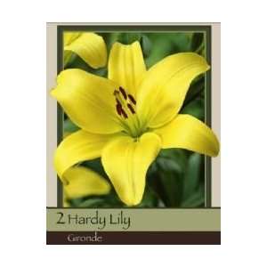  Asiatic Lily Gironde Pack of 2 Bulbs Patio, Lawn & Garden