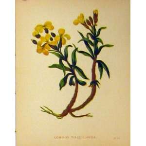  Common Wallflower Plant C1880 Colour Botanical Print