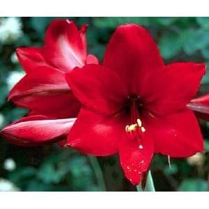   Hardy Amaryllis   Hippeastrum   Inside/Out Patio, Lawn & Garden