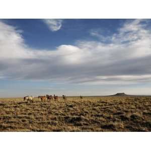  Band of Wild Horses Roam the Wide Open Spaces in Western 