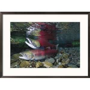 Red salmon fish, also known as sockeye salmon, mating Animals Framed 