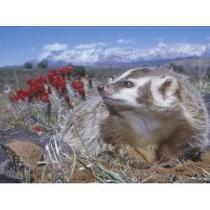  American Badger Digging a Burrow, Taxidea Taxus, Western 