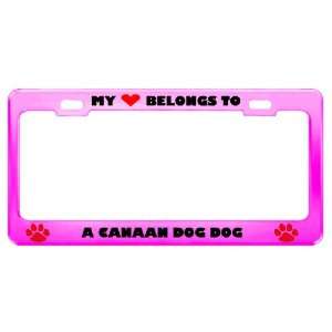  A Canaan Dog Dog Pet Pink Metal License Plate Frame Tag 