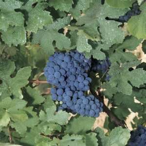  Close Up of a Bunch of Vitis Vinifera Wine Grapes Hanging 