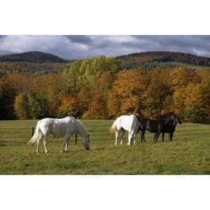  Horses In Autumn Wall Mural