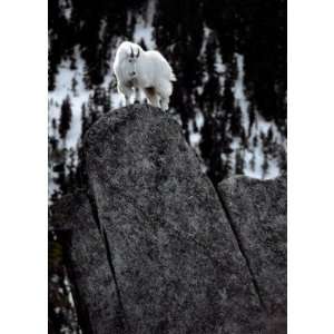 Mountain Goat Greeting Card