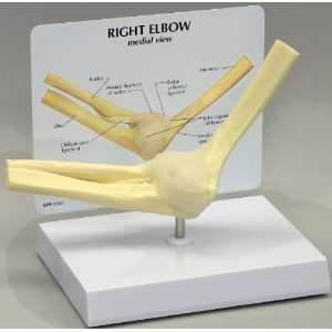 Elbow Joint Anatomical Model  Industrial & Scientific
