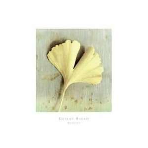   Gingko   Artist Graeme Harris  Poster Size 19 X 15